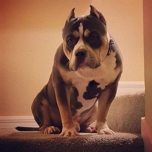 Meet your Posher, Danny